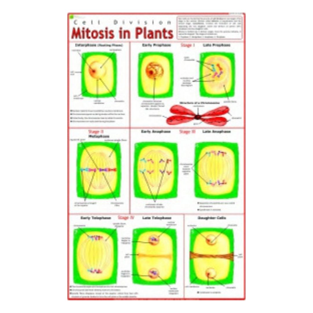 Mitosis in Plants Educational Chart – Laminated Paper (70 x 100 cm)