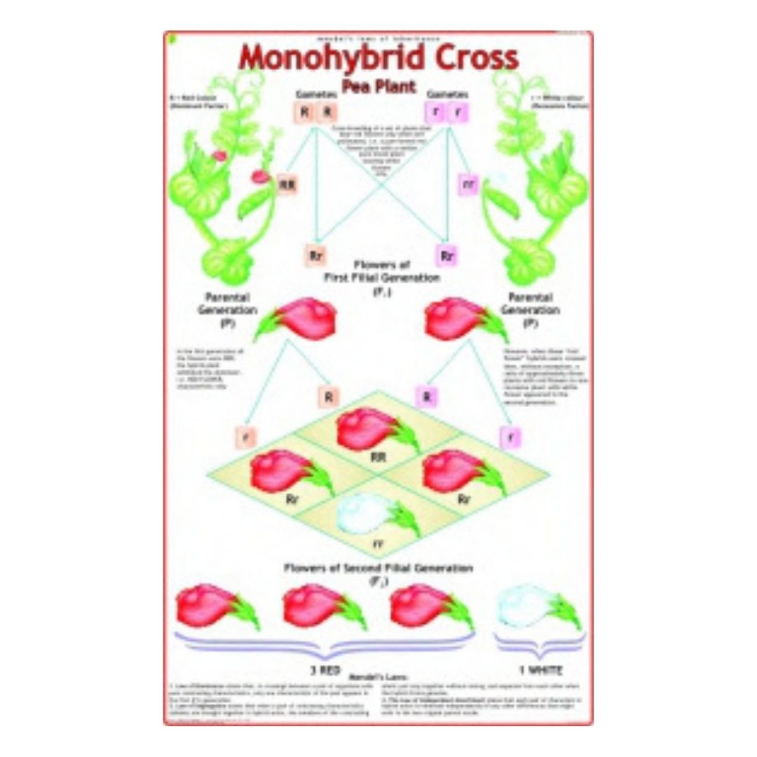 Monohybrid Cross Educational Chart – Laminated Paper (70 x 100 cm)