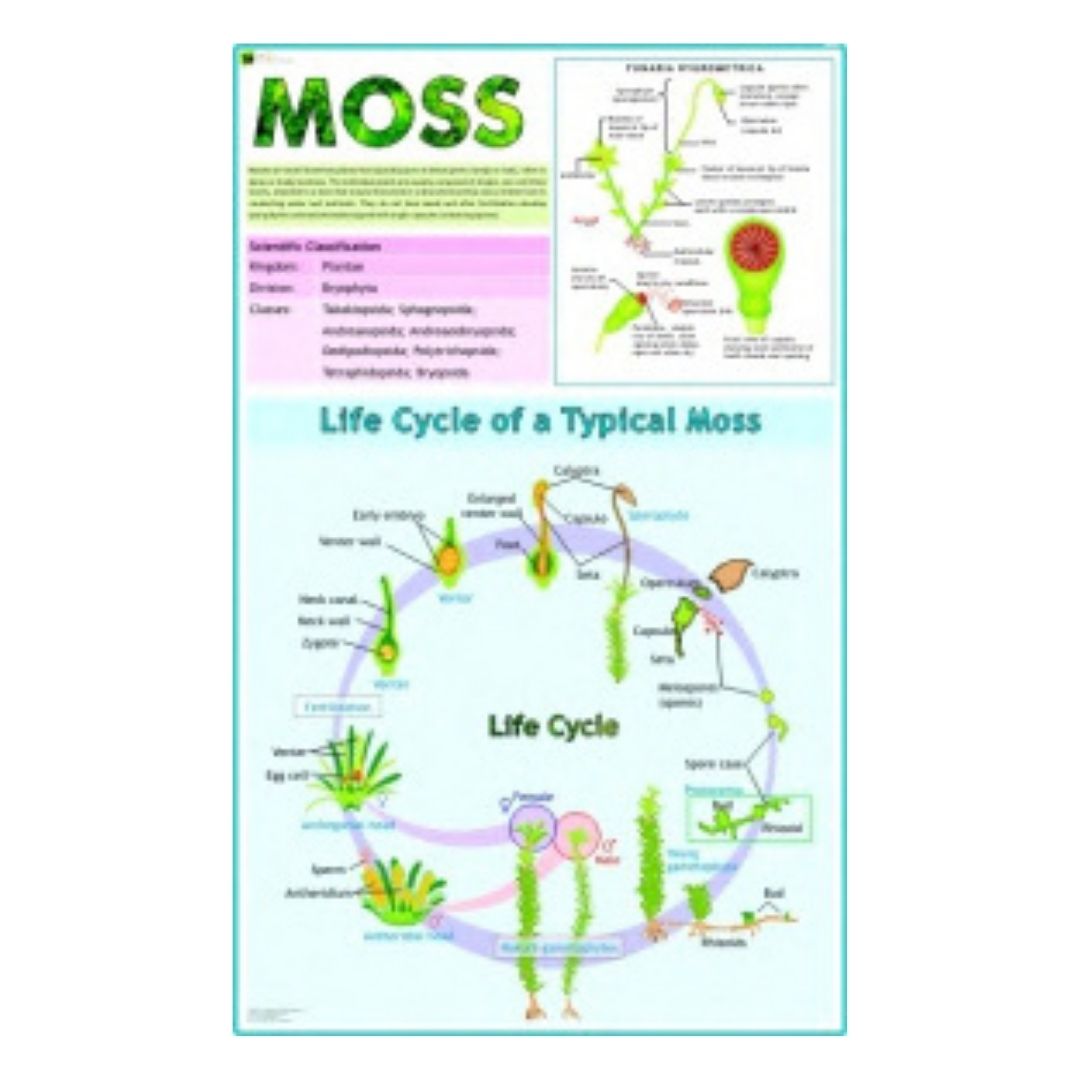 Moss Educational Chart – Laminated Paper (70 x 100 cm)
