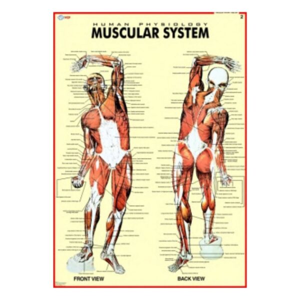 Muscular System - Science Educational Chart – Laminated Paper