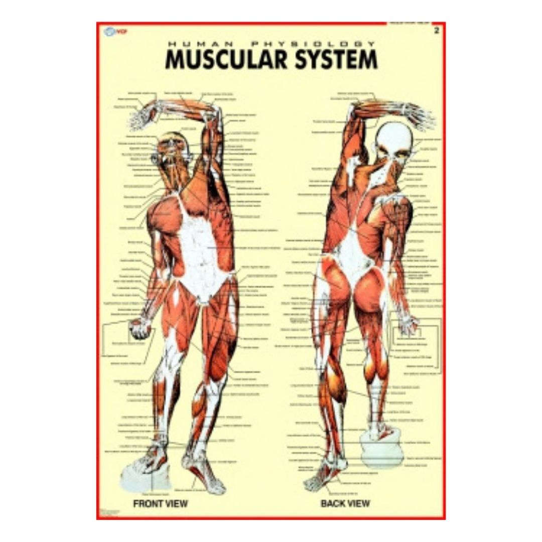 Muscular System Educational Chart – Laminated Paper (70 x 100 cm)