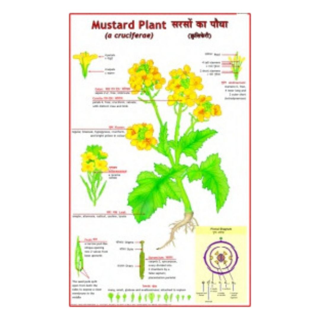 Mustard Plant Educational Chart – Laminated Paper (70 x 100 cm)