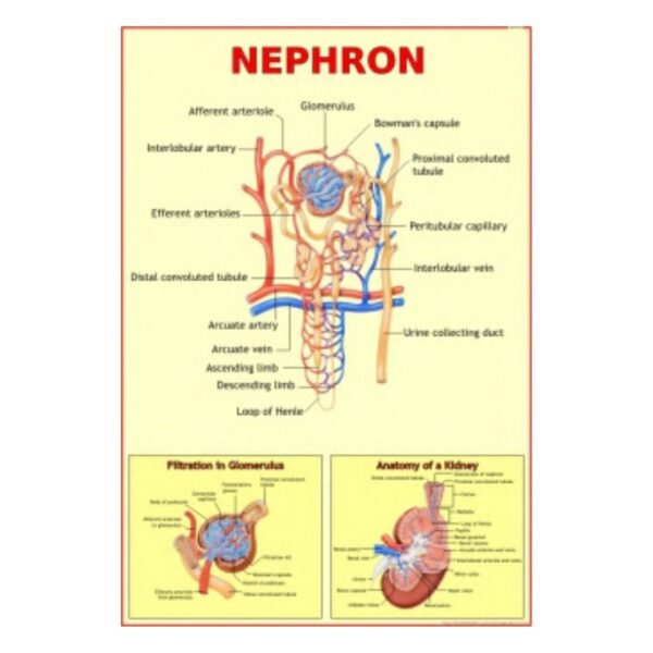 Nephron - Science Educational Chart – Laminated Paper