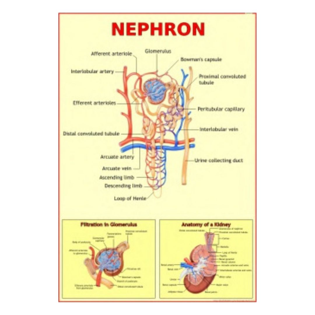 Nephron Educational Chart – Laminated Paper (70 x 100 cm)