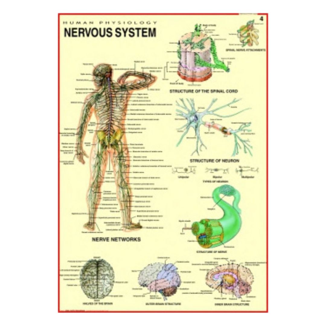 Nervous System Educational Chart – Laminated Paper (70 x 100 cm)
