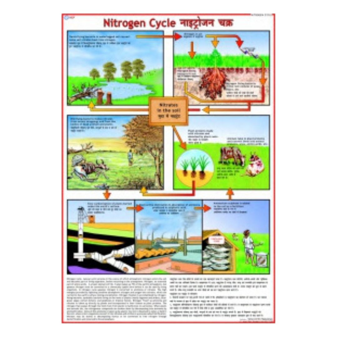 Nitrogen Cycle Educational Chart – Laminated Paper (70 x 100 cm)