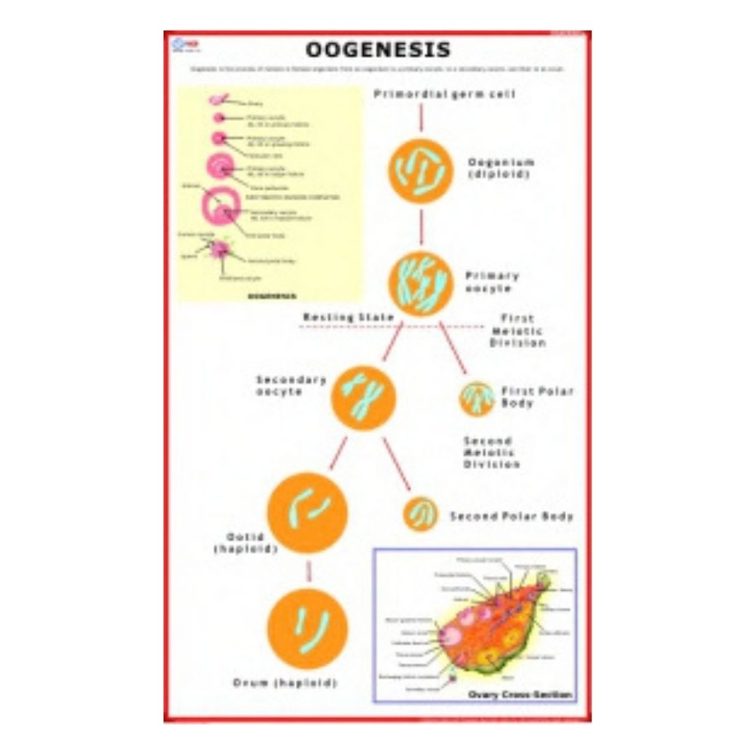 Oogenesis Educational Chart – Laminated Paper (70 x 100 cm)