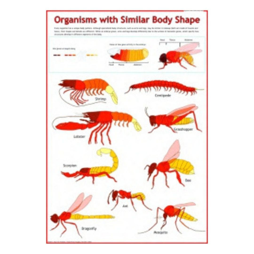 Organisms with Similar Body Shape Educational Chart – Laminated Paper (70 x 100 cm)