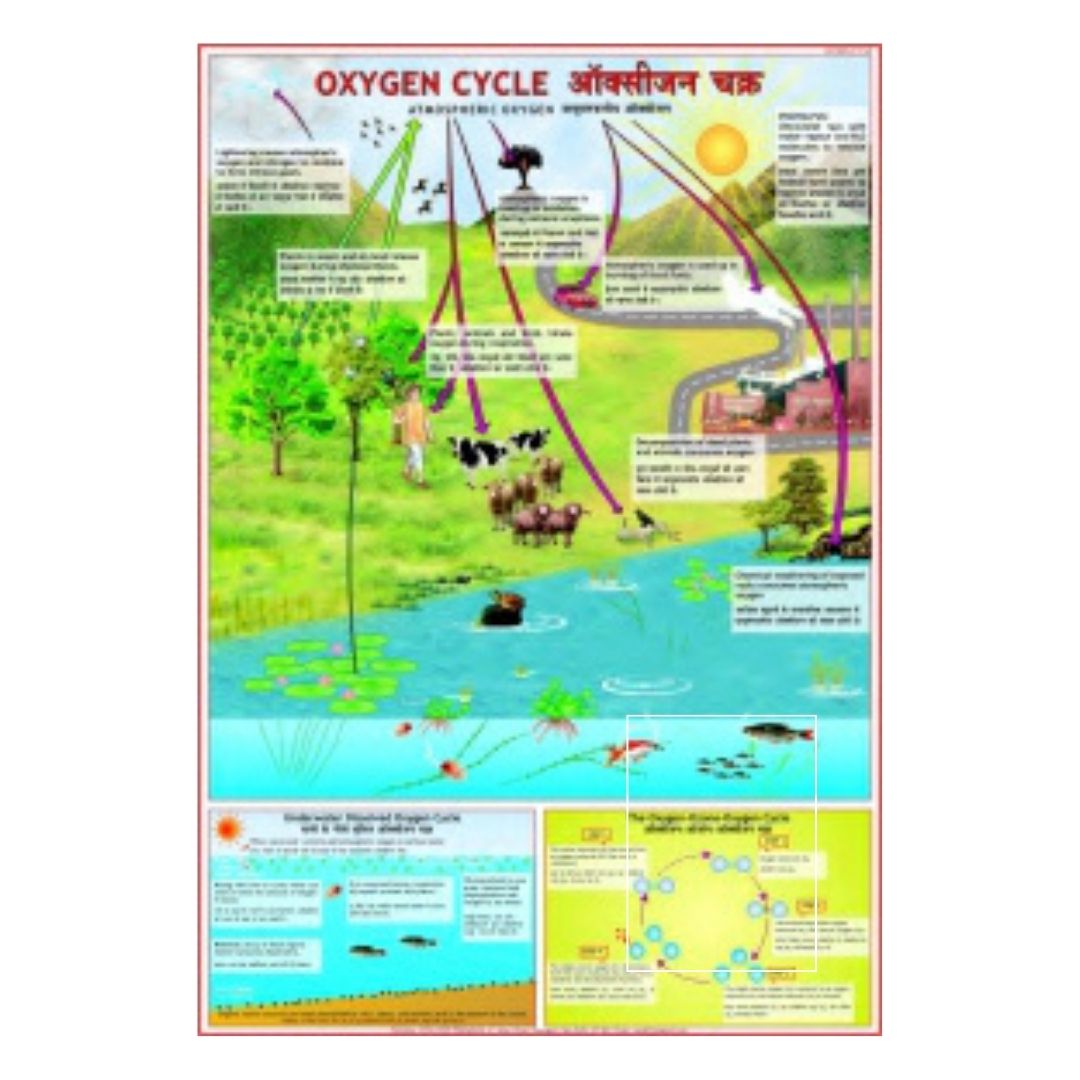 Oxygen Cycle Educational Chart – Laminated Paper (70 x 100 cm)