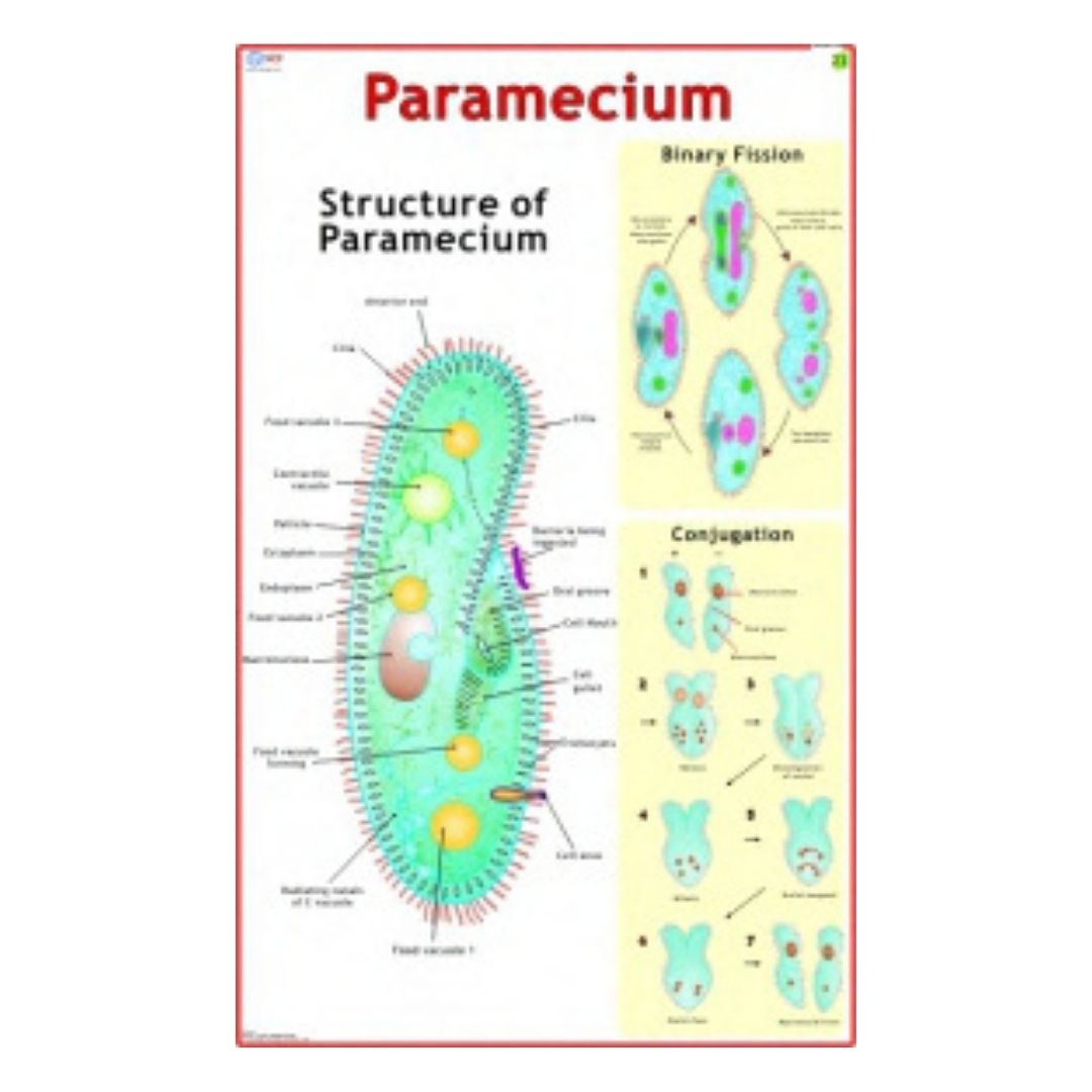 Paramecium Educational Chart – Laminated Paper (70 x 100 cm)
