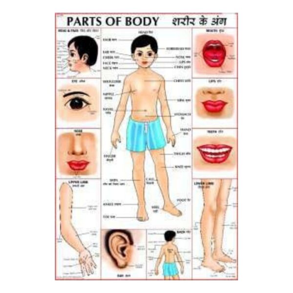 Parts of the Body Educational Chart – Human Body Parts Wall Poster for Toddlers, Preschool & Kindergarten Learning – Durable Laminated Gloss Finish