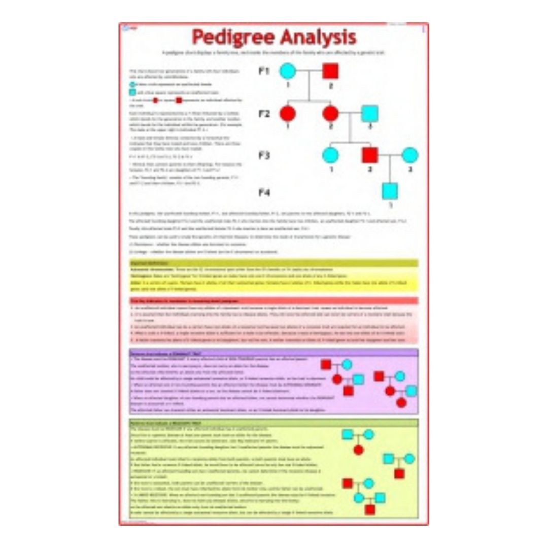 Pedigree Analysis Educational Chart – Laminated Paper (70 x 100 cm)