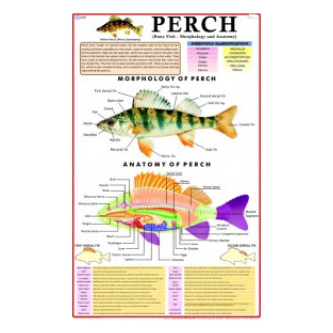 Perch Educational Chart – Laminated Paper (70 x 100 cm)
