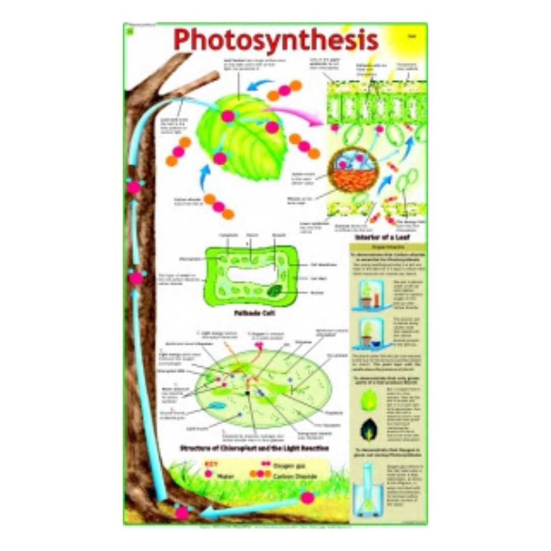 Photosynthesis Educational Chart – Laminated Paper (70 x 100 cm)