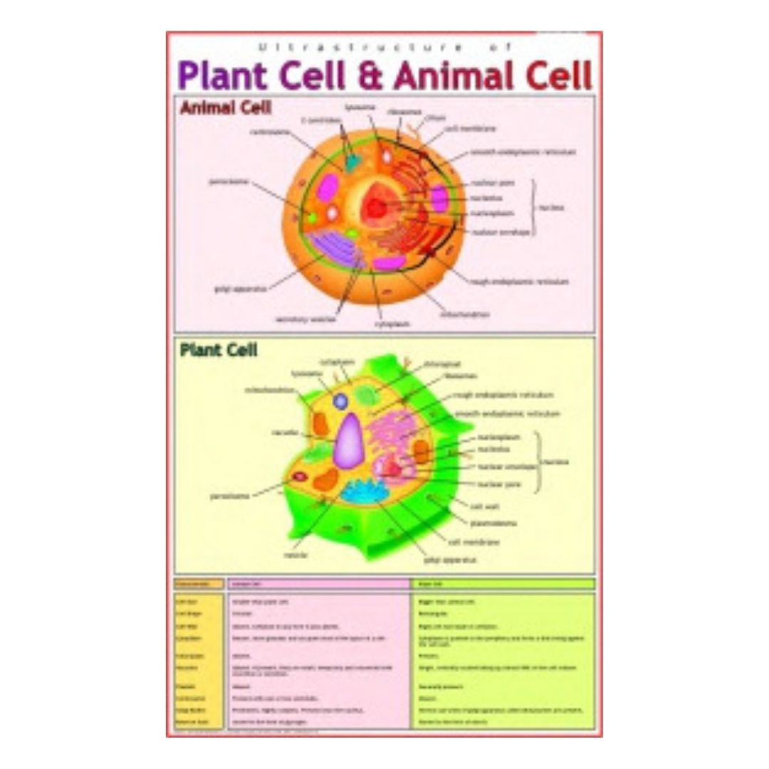 Plant Cell & Animal Cell Educational Chart – Laminated Paper (70 x 100 cm)