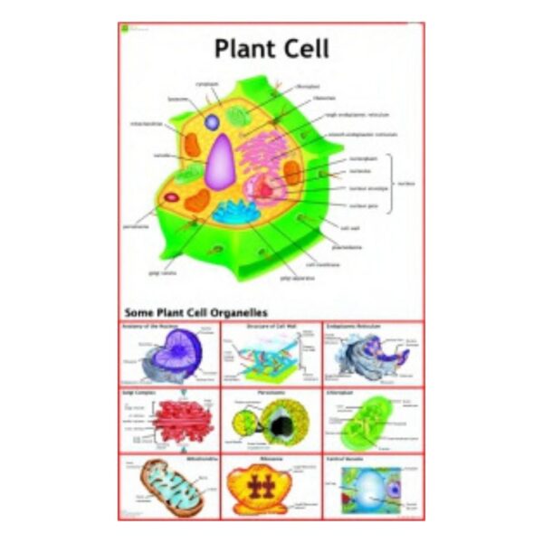 Plant Cell - Science Educational Chart – Laminated Paper