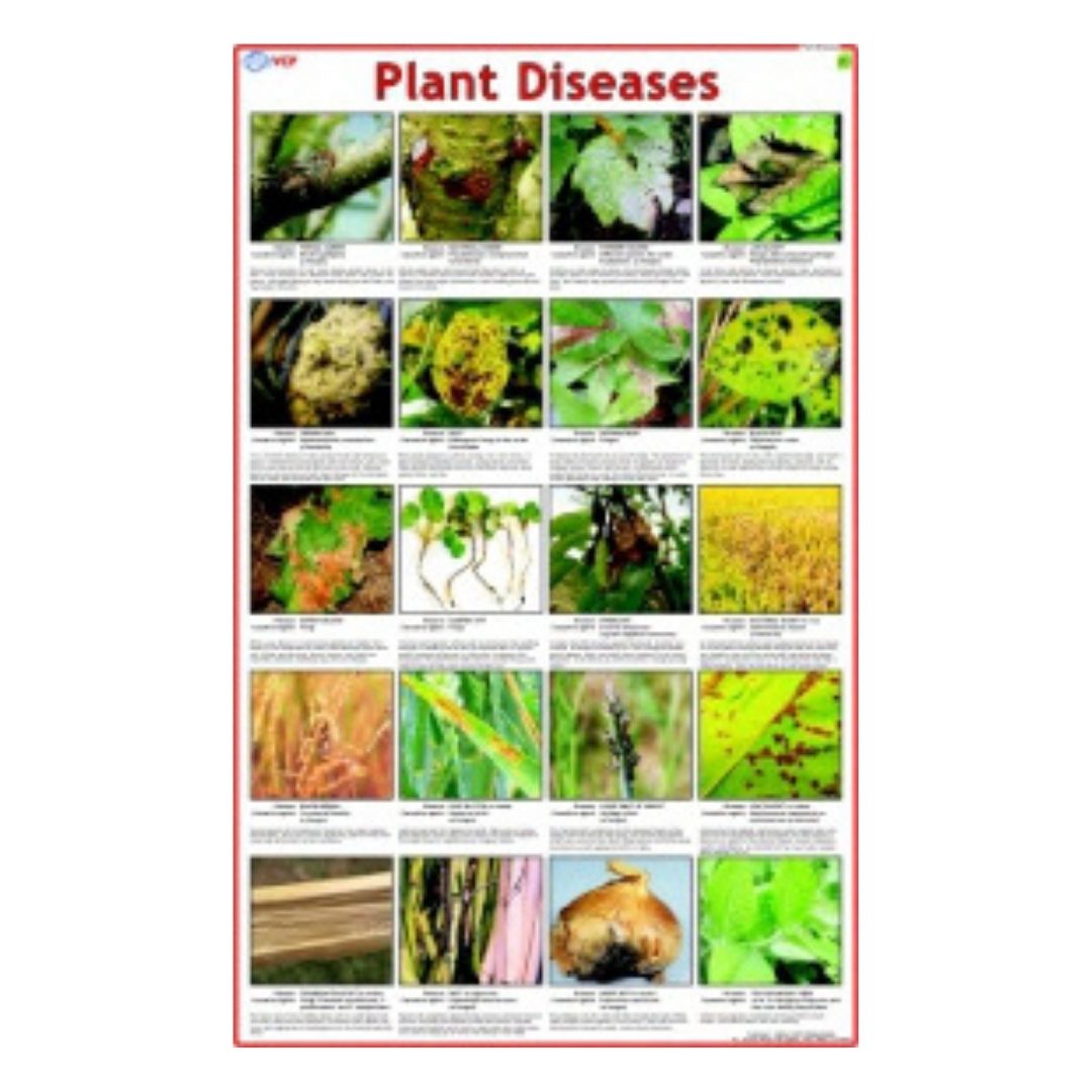 Plant Diseases Educational Chart – Laminated Paper (70 x 100 cm)
