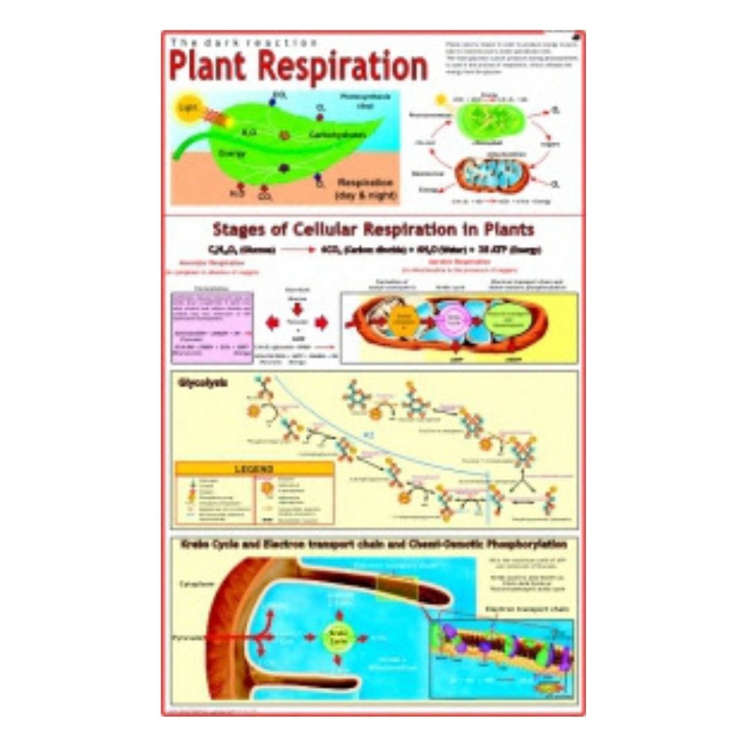 Plant Respiration Educational Chart – Laminated Paper (70 x 100 cm)