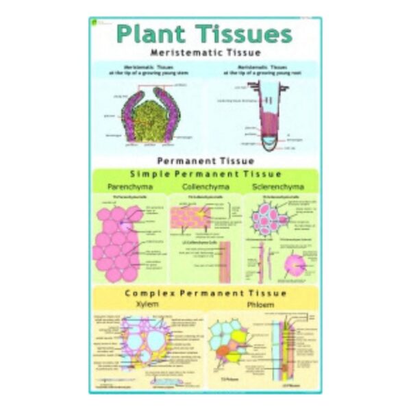 Plant Tissues - Science Educational Chart – Laminated Paper