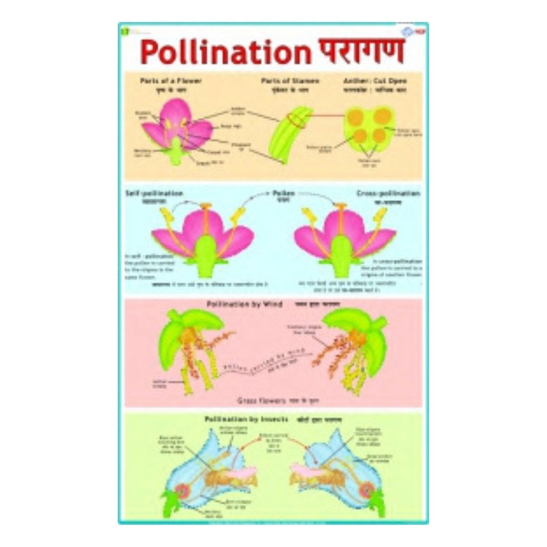 Pollination Educational Chart – Laminated Paper (70 x 100 cm)