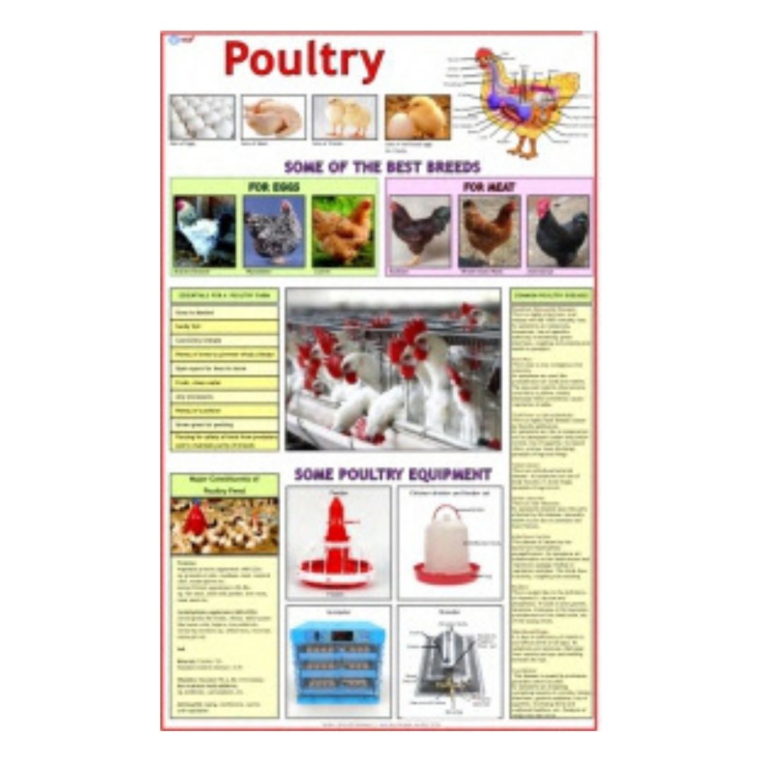 Poultry Educational Chart – Laminated Paper (70 x 100 cm)