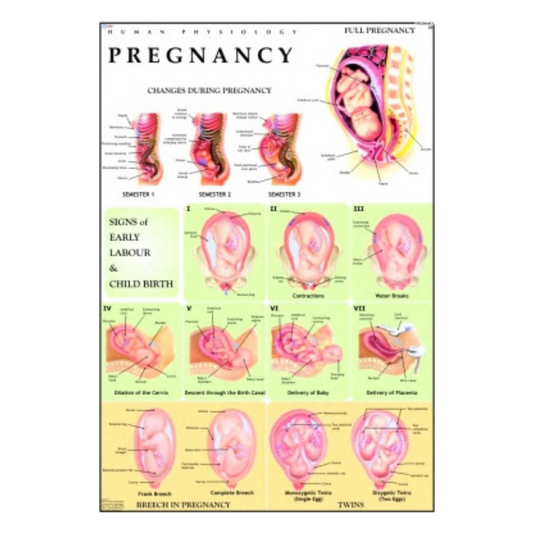 Pregnancy Educational Chart – Laminated Paper (70 x 100 cm)