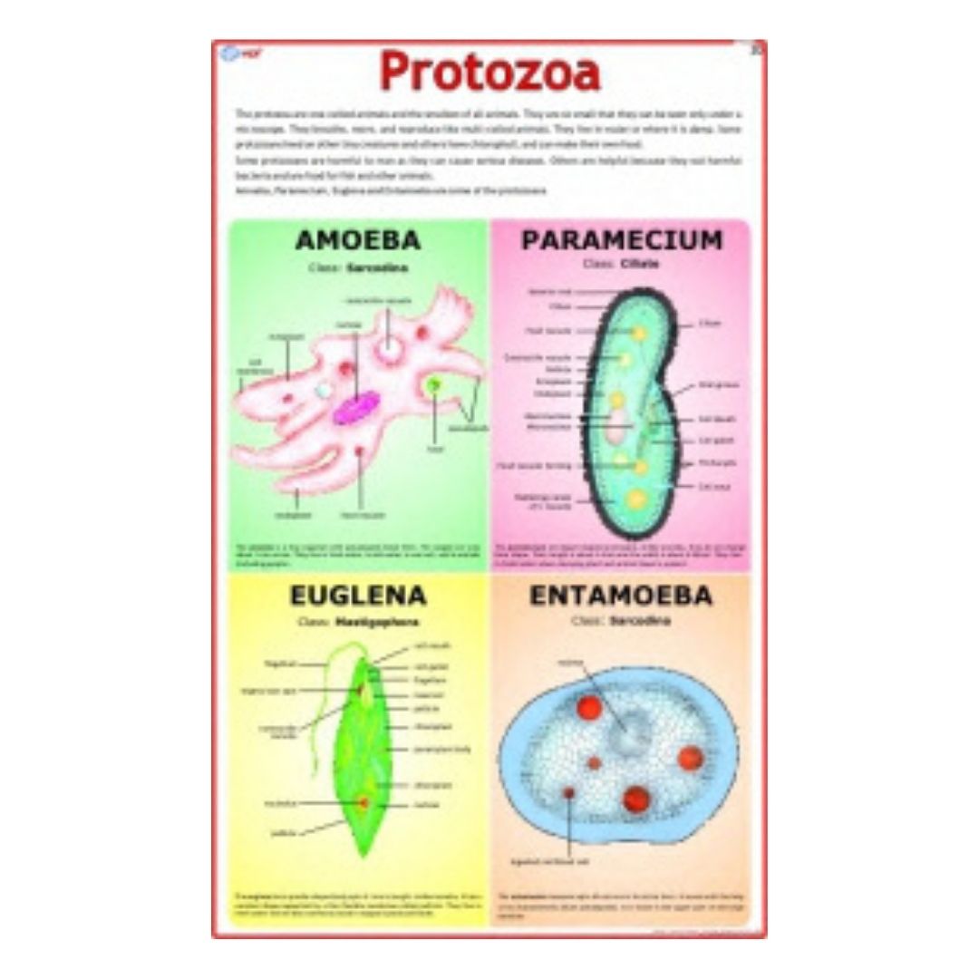 Protozoa Educational Chart – Laminated Paper (70 x 100 cm)