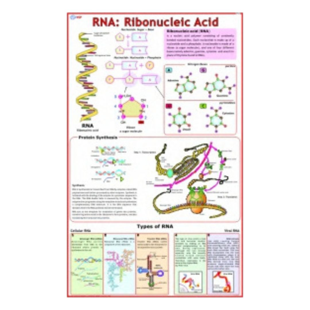 RNA_ Ribonucleic Acid Educational Chart – Laminated Paper (70 x 100 cm)