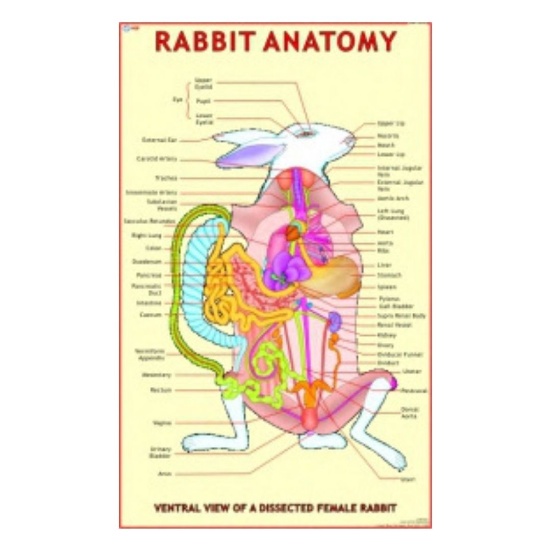 Rabbit Anatomy Educational Chart – Laminated Paper (70 x 100 cm)