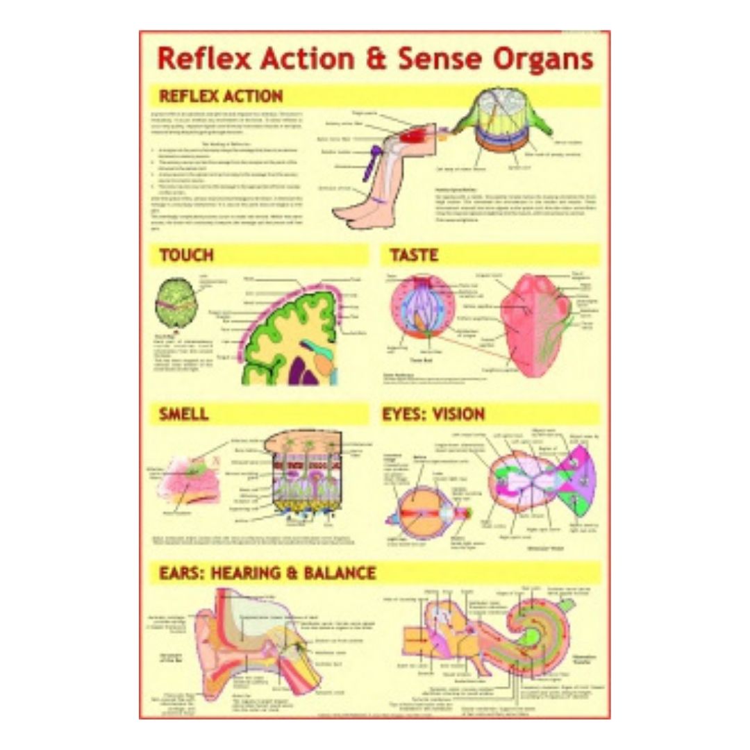 Reflex Action & Sense Organs Educational Chart – Laminated Paper (70 x 100 cm)
