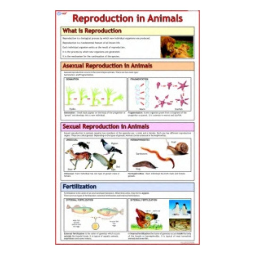 Reproduction in Animals Educational Chart – Laminated Paper (70 x 100 cm)