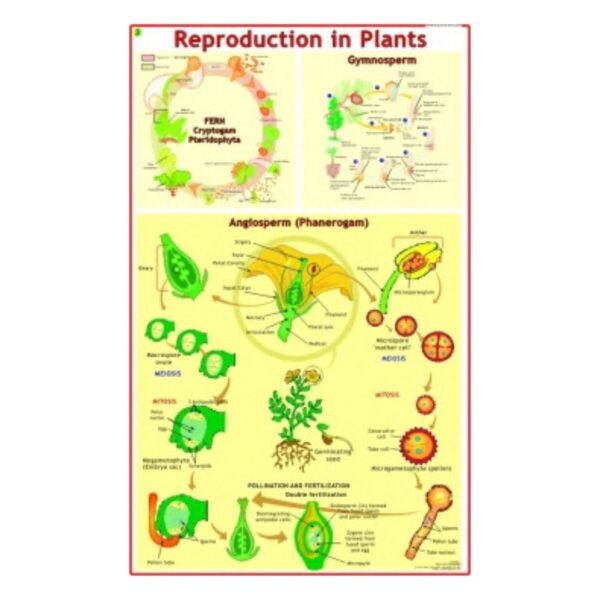 Reproduction in Plants - Science Educational Chart – Laminated Paper