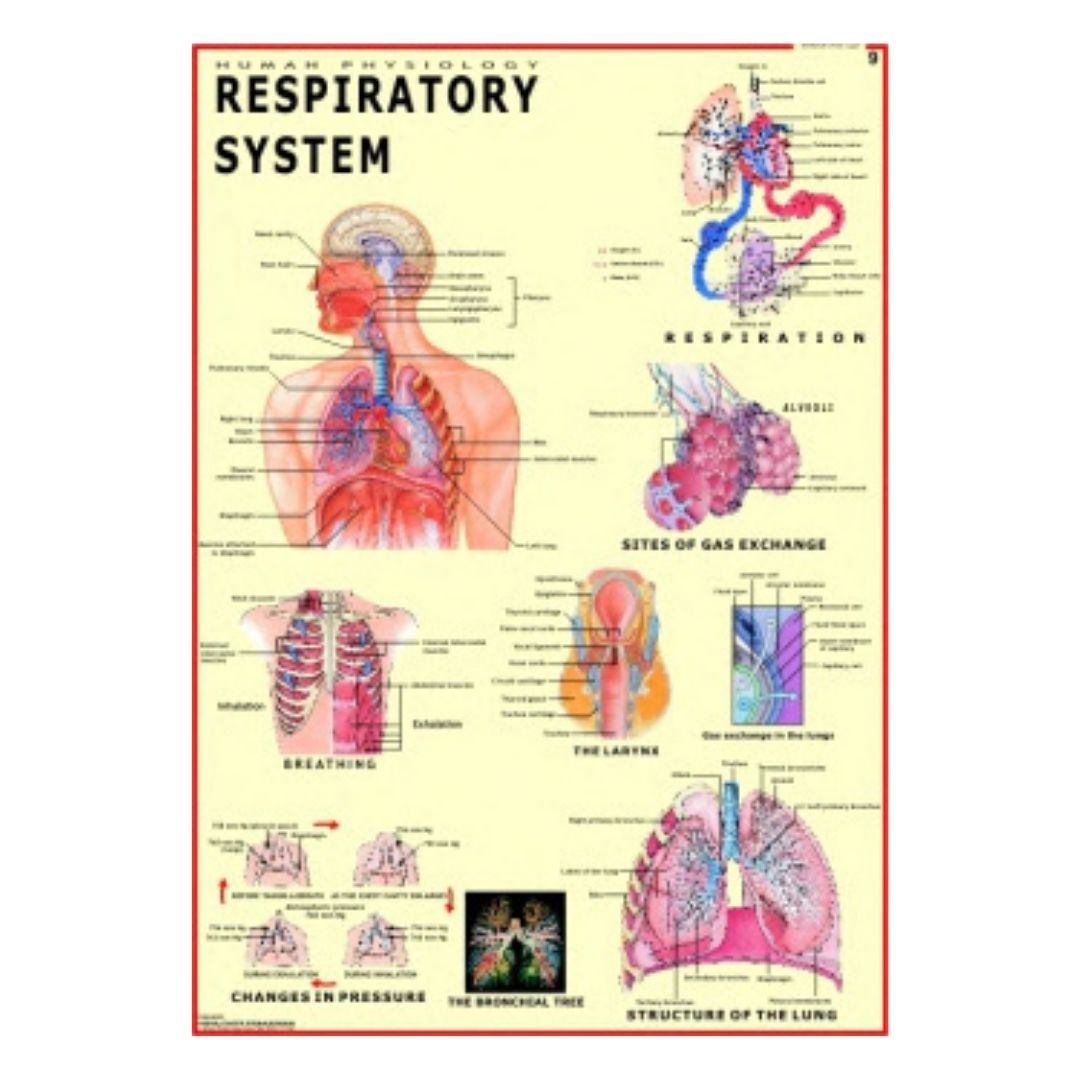 Respiratory System Educational Chart – Laminated Paper (70 x 100 cm)