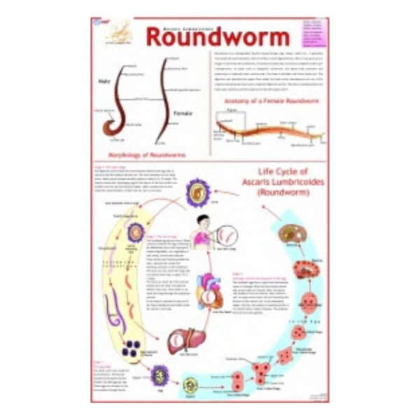 Roundworm - Science Educational Chart – Laminated Paper