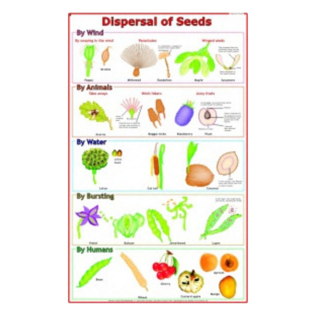 Seeds & Dispersal Educational Chart – Laminated Paper (70 x 100 cm)
