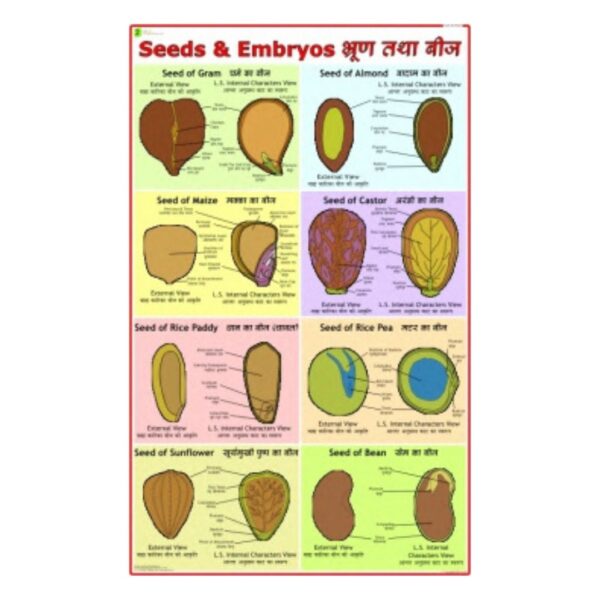 Seeds & Embryos - Science Educational Chart – Laminated Paper
