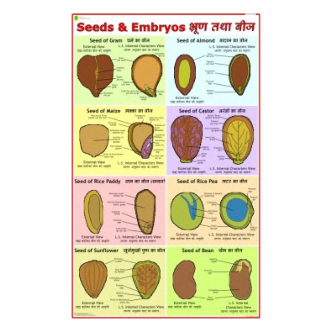 Seeds & Embryos Educational Chart – Laminated Paper (70 x 100 cm)