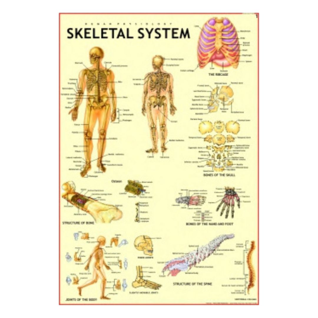 Skeletal System Educational Chart – Laminated Paper (70 x 100 cm)