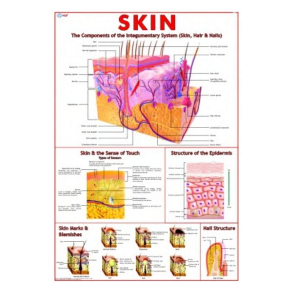 Skin - Science Educational Chart – Laminated Paper