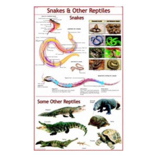 Snakes & Other Reptiles - Science Educational Chart – Laminated Paper