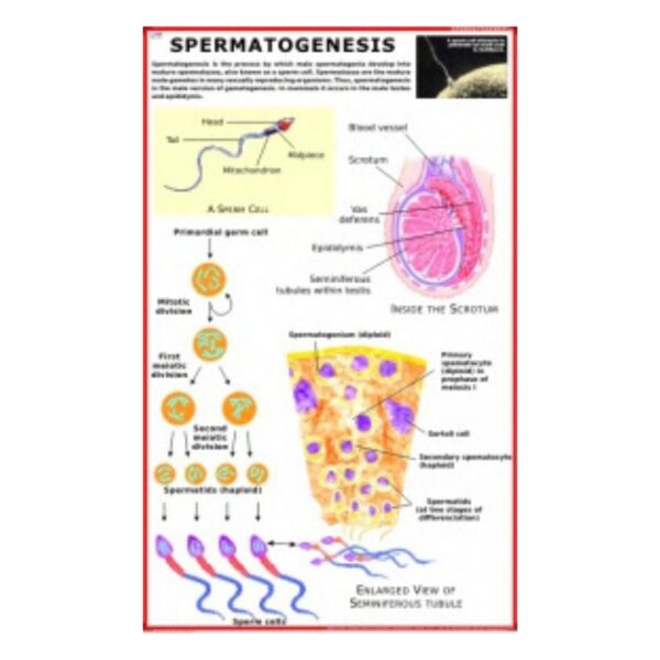 Spermatogenesis - Science Educational Chart – Laminated Paper