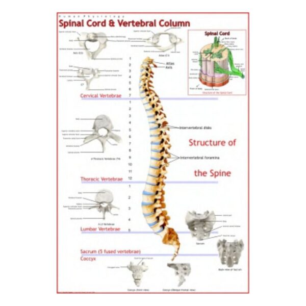 Spinal Cord & Vertebral Column - Science Educational Chart – Laminated Paper
