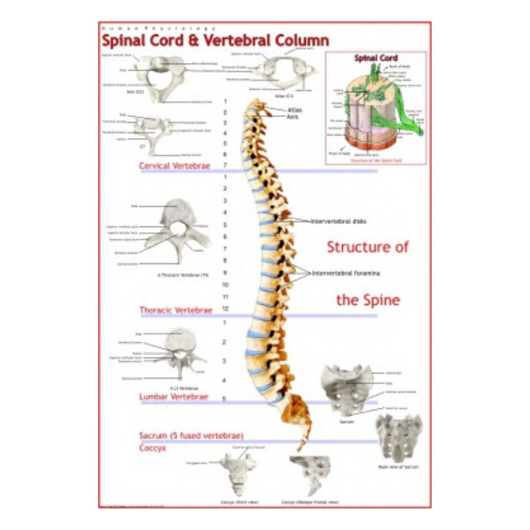 Spinal Cord & Vertebral Column Educational Chart – Laminated Paper (70 x 100 cm)
