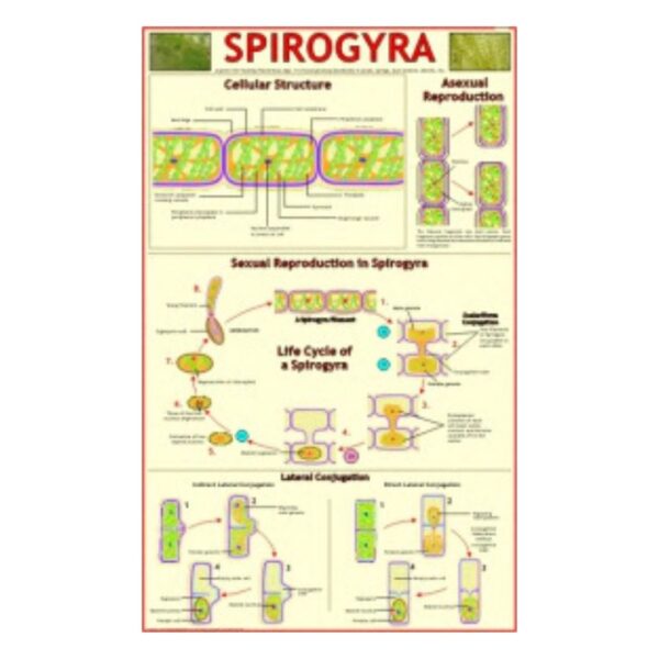 Spirogyra - Science Educational Chart – Laminated Paper