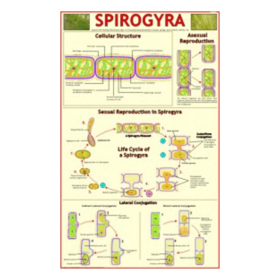 Spirogyra Educational Chart – Laminated Paper (70 x 100 cm)