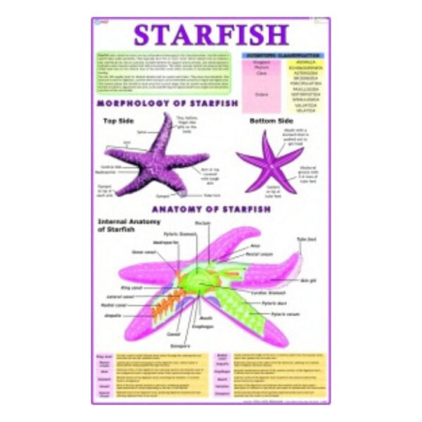 Starfish - Science Educational Chart – Laminated Paper