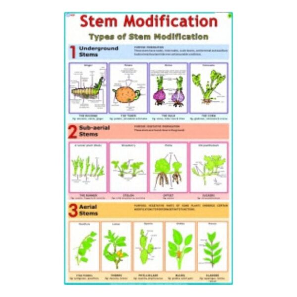 Stem Modification - Science Educational Chart – Laminated Paper