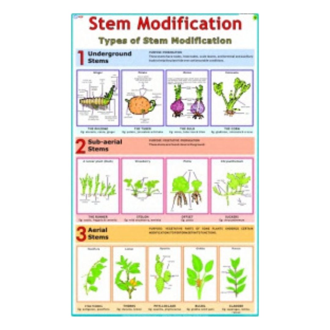 Stem Modification Educational Chart – Laminated Paper (70 x 100 cm)