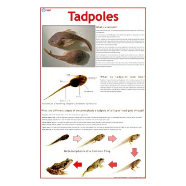 Tadpoles - Science Educational Chart – Laminated Paper