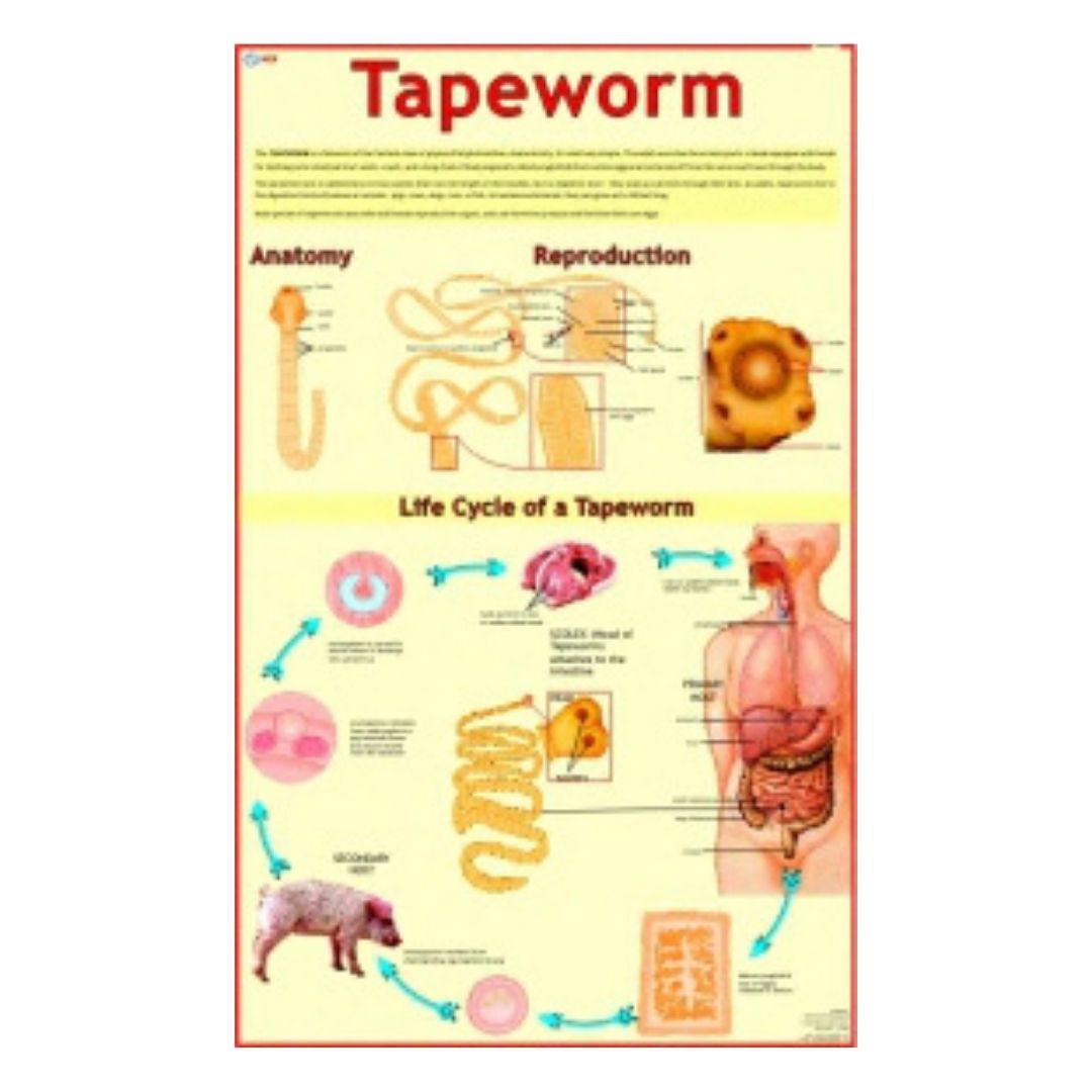 Tapeworm Educational Chart – Laminated Paper (70 x 100 cm)
